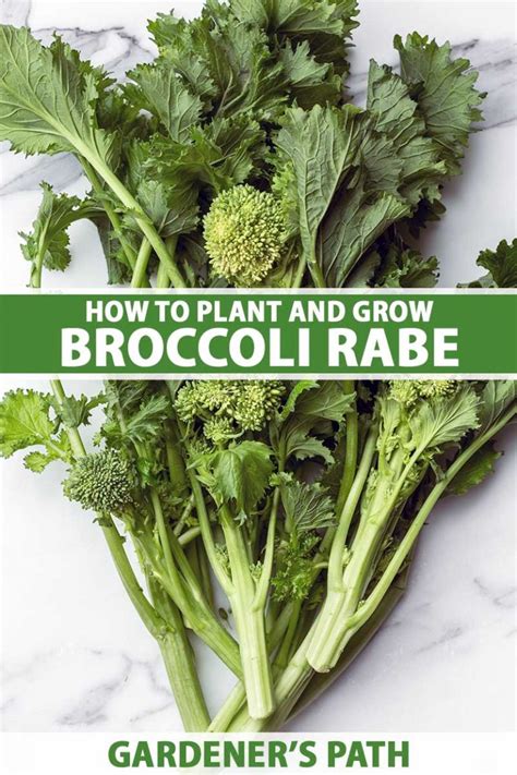 How To Plant And Grow Broccoli Rabe Gardeners Path