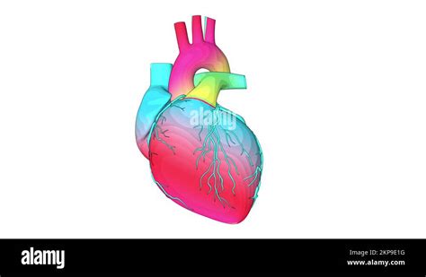 Human Heart Beating Animation Stock Video Footage Alamy