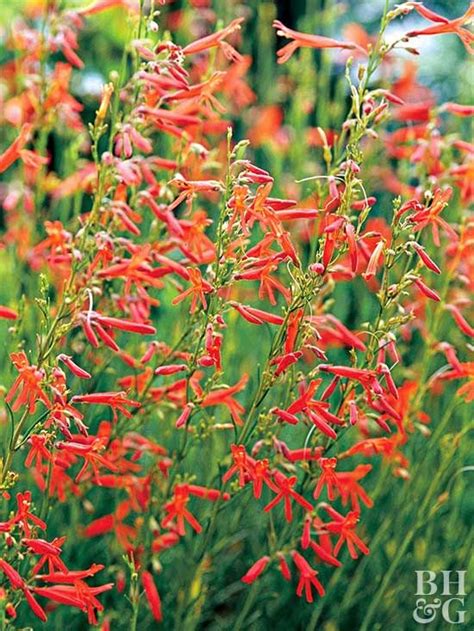 It sounds like a strange ingredient that a crazy witch would toss people wouldn't have known how to pronounce the big fat old red star betelgeuse. 14 Drought-Tolerant Perennials That Will Look Good, Even ...