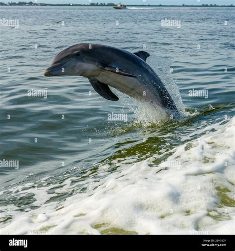 High Jump By Playful Dolphin In Gulf Of Mexico Stock Photo Alamy