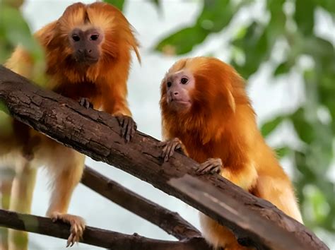 Rare Endangered Golden Monkeys Unveiled At Moscow Zoo - ViralTab