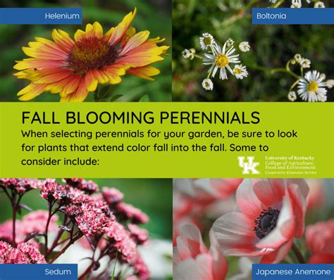 Extend Garden Color With Fall Blooming Perennials Wkdz Radio