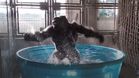 Gorilla Dancing To Flashdance Has Some Serious Moves