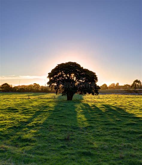 Lone Tree During Sunset Stock Image Image Of Bright 29806183