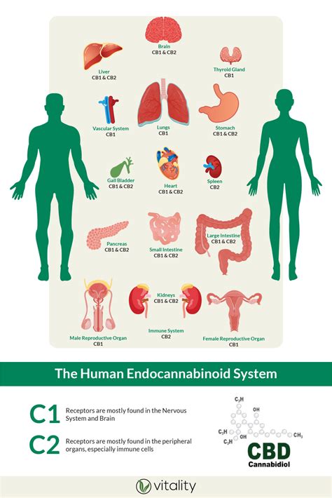 The Endocannabinoid System Infographic Vitality Cbd Inc