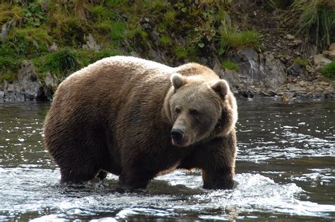 Kodiak Grizzly Bear Kodiak Bear Bear