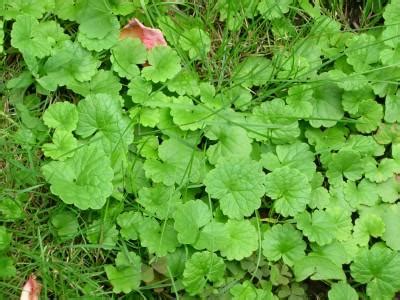 Jeder, der einen garten hat, kennt sie: Unkraut/Brennnessel-fressende Tiere? (Garten, fressen ...