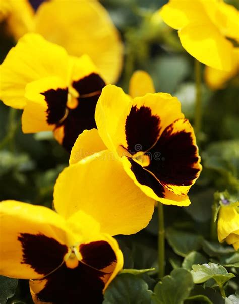 Yellow Pansy Flowers At Spring Stock Photo Image Of Blooming Bright