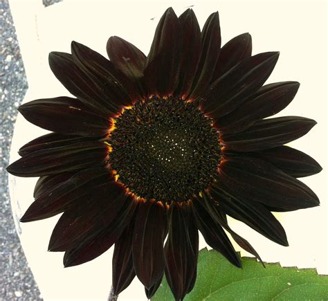 Black Sunflower Beautiful Flowers Goth Garden Sunflower