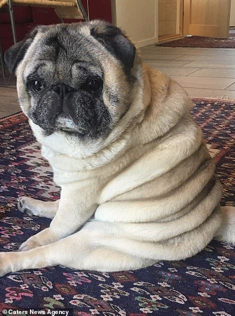 Pug Dog Has Rolls Of Fat Due To Genetic Problem Caused By Inbreeding