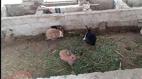 If you follow all this steps about how to start goat farming business then you will defiantly get highest production for your business. Desi Rabbit Farm visit | Rabbit Farming in Pakistan ...