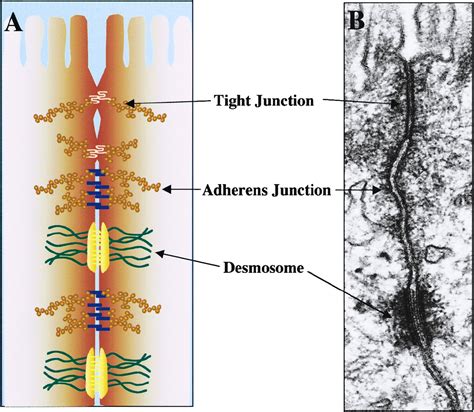 Although vertebrate epithelia evolve to form tight junctions in place of septate junctions, two special types of vertebrate cells, the glial cells in. Sticky Business: Cell