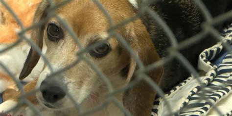 Jackson County Animal Shelter Urges Families To Give Adopted Pet Time