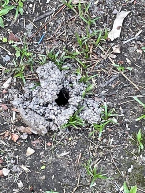 Reason For Holes In Lawns This Time Of Year Explained Herald Sun