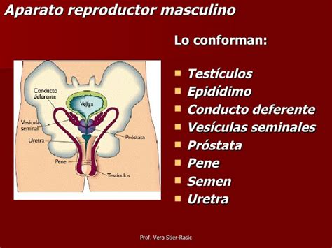 Diferencia Entre Sistema Reproductor Masculino Y Femenino Kulturaupice