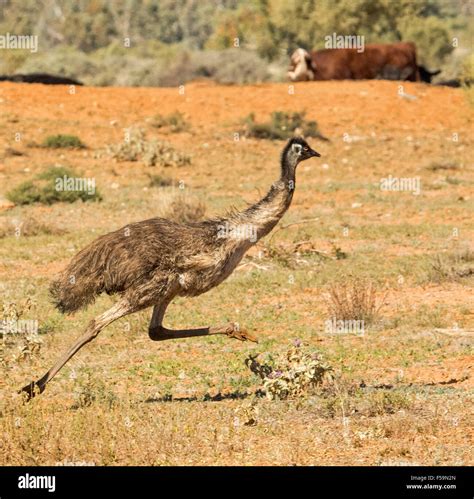 Emu Running Quickly With Both Feet Off The Ground Across Barren Red