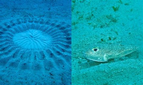 Pufferfish Creates Beautiful Underwater Designs On Sand To Attract