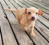 It's also free to list your available puppies and litters on our site. Chiweenie Puppies For Sale | Zion, IL #315873 | Petzlover