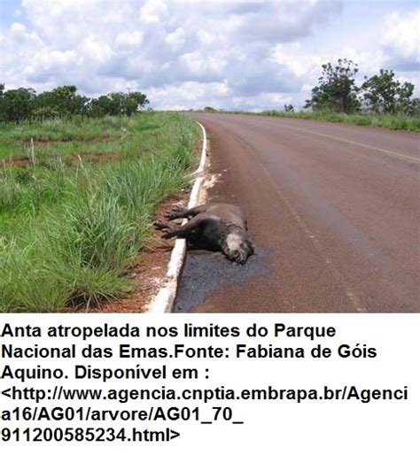 EDP IV Etapa Ação antrópica no Cerrado
