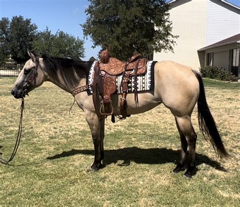Sold To Utah Gorgeous Aqha Ranch Mare Super Broke Kind Minded And Very