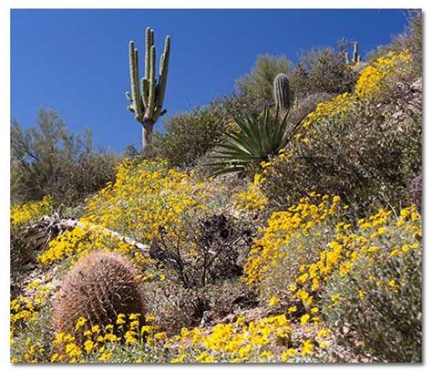 Yellow Flowers And Cacti On The Side Of A Hill