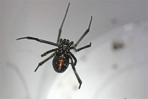 Latrodectus Variolus Northern Black Widow Usa Spiders