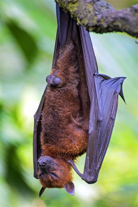 The Sleeping Bat Sleeping Bat Cute Reptiles Bat