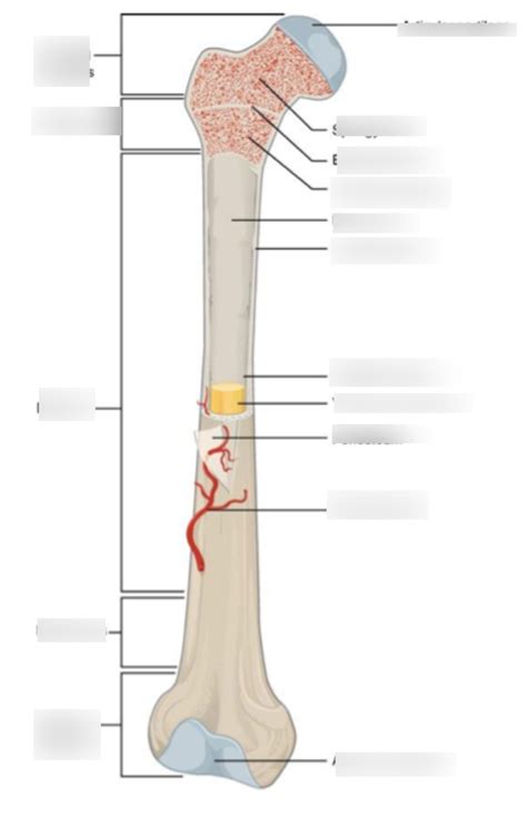Structure Of A Bone Diagram Quizlet