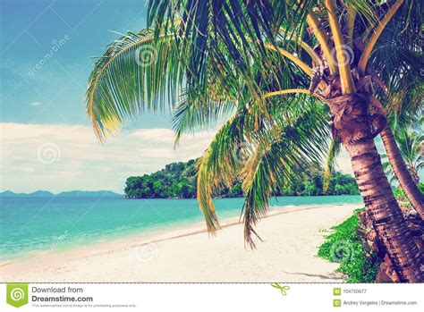 Beautiful Beach View Of Nice Tropical Beach With Palms Around Stock