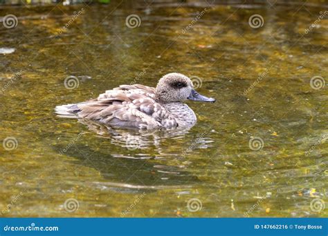 Marbled Teal Duck Stock Photo Image Of Avian Marbled 147662216