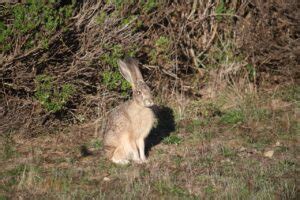 Black Tailed Jackrabbits Are Year Round Residents Of The Mendonoma