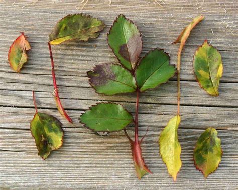 Wshgnet Blog Tips On Identifying The Rose Leaf Fungal Diseases