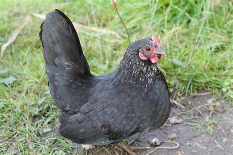 12 small chicken breeds breed guide pictures know your chickens