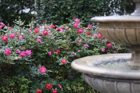 Knock Out Roses Images Of How We Use Them In Our Landscaping And