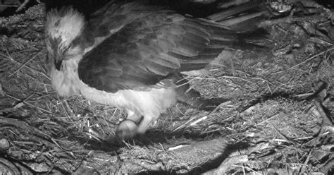 Perthshire Osprey Lays First Egg Of The Season At Loch Of The Lowes Daily Record