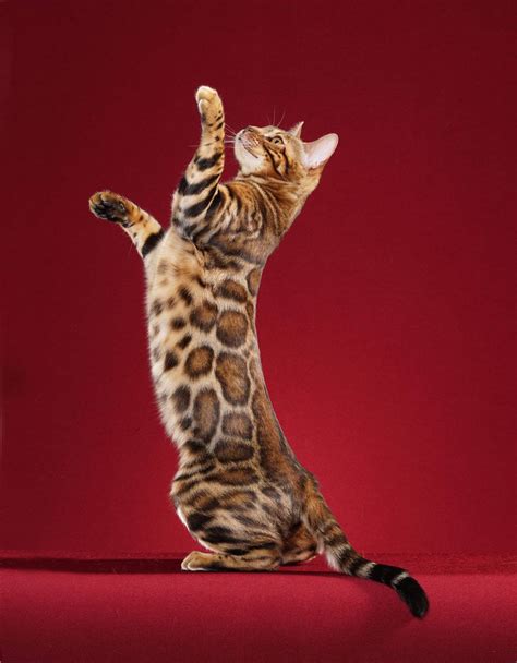 Bengal Cat Cat Breed History And Some Interesting Facts