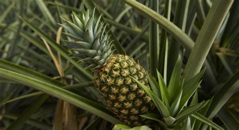 There are five types of pineapple that are planted in malaysia which are morris gajah, morris, sarawak, yankee, and gandul. Pineapple | Yara Malaysia