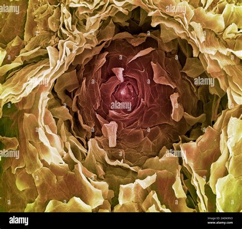 Sweat Pore Coloured Scanning Electron Micrograph Sem A Sweat Gland