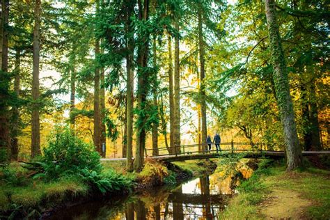 Rhinefield Ornamental Drive New Forest Hampshire Wedding Photographer