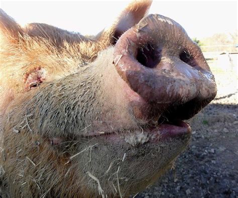 Pig Snout By Melesmeles Faber On Deviantart Pig Pig Snout Animals
