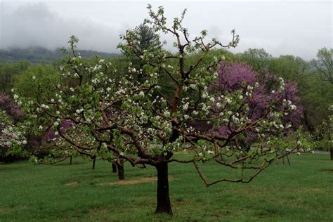 Hewes Crab Apple Malus Cv ‘hewes Crab Thomas Jeffersons Monticello