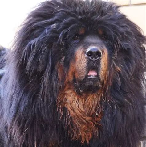 14 Interesting Facts About Tibetan Mastiffs The Paws