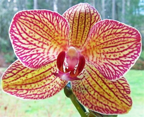 Orchid Blooms Orchids Color Palette Color