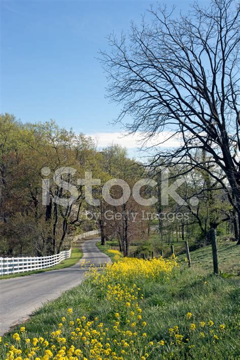 Country Lane In Spring Stock Photo Royalty Free Freeimages