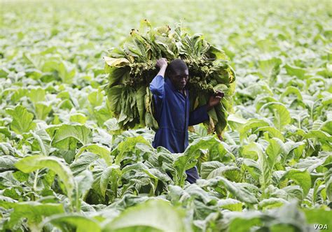 Ngandu Opens 25million Tobacco Plant