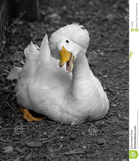 Funny White Duck Royalty Free Stock Image Image 154436