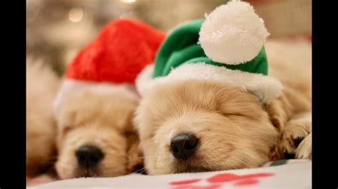 Golden Retriever Puppies First Christmas Youtube