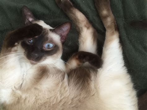 Hello, does anyone have a female seal point or chocolate point siamese cat? Pin by Lori Sexton on Chocolate Point & Seal Point Siamese ...
