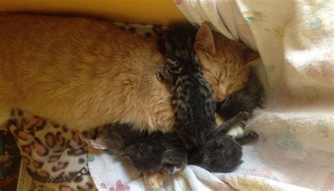Male Cat Is Proud New Daddy Of Orphaned Kittens The Dodo