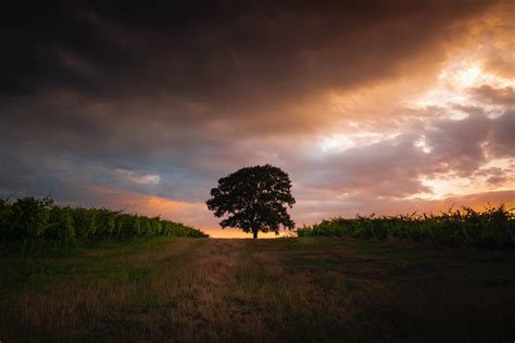 Wallpaper Tree Field Grass Evening Sky Hd Widescreen High